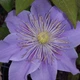 Клематис Джуста. (Clematis Justa) ІІІ група - зображення 2