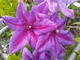 Клематис Місіс Томпсон. (Clematis Mrs. N. Thompson) ІІгрупа - зображення 3