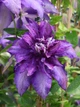 Клематис Даніель Деронда. (Clematis Daniel Deronda) ІІ група - зображення 5