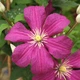 Клематис Ремембранс. (Clematis Remembrance) ІІІ група - зображення 1