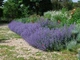 Непета/ Котовник/ Котяча м'ята. (Nepeta) Р9 - зображення 5