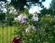 Клематис Джуста. (Clematis Justa) ІІІ група - зображення 5