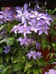 Клематіс Дороті Вальтон/Багатель. (Clematis Dorothy Walton/Bagatelle) ІІІгрупа - зображення 3