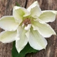Клематис Містер Джордж Джекман. (Clematis Mrs George Jackman) ІІ група - зображення 2