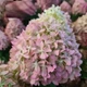 Гортензія волотиста Піксіо. (Hydrangea paniculata Pixio) Р9 - зображення 2