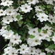 Клематис Містер Джордж Джекман. (Clematis Mrs George Jackman) ІІ група - зображення 4