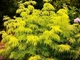 Бузина чорна Голден Тауер. (Sambucus nigra Golden Tower) С5 - зображення 2