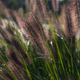 Пенісутум лисохвостий Маудрі. (Pennisetum alopecuroides Moudry) С3 - зображення 2