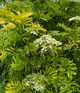 Бузина чорна Голден Тауер. (Sambucus nigra Golden Tower) С5 - зображення 4