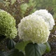 Гортензія деревоподібна Стронг Анабель. (Hydrangea arborescens Strong Annabelle) Р9 - зображення 2