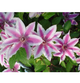 Клематис Паміна (Clematis Pamina) ІІ група - зображення 2
