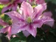 Клематіс Розамунда. (Clematis Rosamunde) С2 - зображення 3