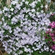 Клематис Блю Ангел/Блекітни Аніол. (Clematis Blekitny Aniol/Blue Angel) ІІІ група - зображення 1