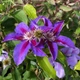 Клематис Етуаль де Малікорн. (Clematis Etoile de Malicorne) ІІІ група - зображення 2