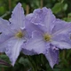 Клематис Блю Ангел/Блекітни Аніол. (Clematis Blekitny Aniol/Blue Angel) ІІІ група - зображення 3