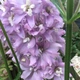 Дельфініум Магічний фонтан Черрі Блоссом. (Delphinium Magic Fountains Cherry Blossom) С1,5 - зображення 6