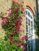 Клематис Мадам Джулія Корревон. (Clematis Madame Julia Correvon) ІІІ група - зображення 4