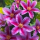 Клематіс Доктор Руппель. (Clematis Doctor Ruppel) ІІІ група - зображення 1