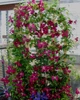 Клематис Мадам Джулія Корревон. (Clematis Madame Julia Correvon) ІІІ група - зображення 5