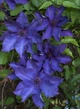 Клематис Президент. (Clematis The President) ІІІ група - зображення 2