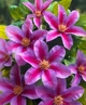 Клематіс Доктор Руппель. (Clematis Doctor Ruppel) ІІІ група - зображення 2