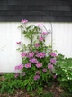 Клематіс Доктор Руппель. (Clematis Doctor Ruppel) ІІІ група - зображення 3
