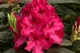 Рододендрон Нова Зембла. (Rhododendron Nova Zembla) C7,5 - зображення 2