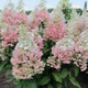 Гортензія волотиста Конфетті. (Hydrangea paniculata Confetti) ШТАМБ - зображення 1