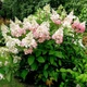 Гортензія волотиста Конфетті. (Hydrangea paniculata Confetti) ШТАМБ - зображення 2