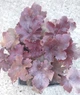 Гейхера №9 (Heuchera) С3 - зображення 1