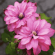 Клематис Пінк Пешн. (Clematis Pink Passion) ІІ група - зображення 1