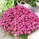 Ломикамінь Арендса Тріумф. (Saxifraga arendsii Triumph) Р12 - зображення 1