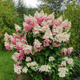 Гортензія волотиста Конфетті. (Hydrangea paniculata Confetti) ШТАМБ - зображення 3