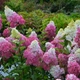 Гортензія волотиста Сандей Фрейз. (Hydrangea paniculata Sundae Fraise) P9 - зображення 2