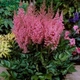 Рожева астильба. (Astilbe) - зображення 1