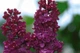 Бузок звичайний Найт. (Syringa vulgaris Night) ШТАМБ - зображення 3