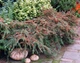 Кизильник даммера Корал Бьюті. (Cotoneaster x suecicus / Dammeri Coral Beauty) Р9 - зображення 2