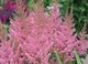 Рожева астильба. (Astilbe) - зображення 3