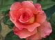 Троянда Августа Луїза (Augusta Luise) чайно-гібридна - зображення 3
