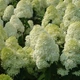 Гортензія волотиста Полар Бір. (Hydrangea paniculata Polar Bear) С10, 5-річка - зображення 1