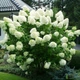 Гортензія волотиста Полар Бір. (Hydrangea paniculata Polar Bear) С10, 5-річка - зображення 4