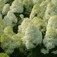 Гортензия метельчатая Полар Бир. (Hydrangea paniculata Polar Bear) Р9 - изображение 2