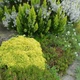 Барбарис тунберга Тіні Голд. (Berberis thunbergii Tiny Gold) С3 - зображення 4