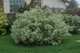 Дерен білий Елегантісіма. (Cornus alba Elegantissima) С7,5 - зображення 4