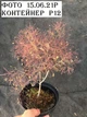Скумпия кожевенная Роял Перпл. (Cotinus coggygria Royal Purple) С10 - изображение 4
