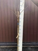 Бузок звичайний Тарас Бульба. (Syringa vulgaris Taras Bulba) ШТАМБ - зображення 3