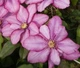 Клематіс Парадізо. (Clematis Paradiso) ІІгрупа - зображення 5