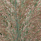 Просо прутоподібне. (Panicum virgatum) С1,5 - зображення 2