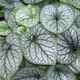 Бруннера Джек Фрост. (Brunnera macrophylla Jack Frost) С3 - зображення 1