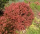 Барбарис тунберга Едмірейшн. (Berberis thunbergii Admiration) С3 - зображення 3